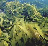 Barwon Bluff Marine Sanctuary - Accommodation Directory