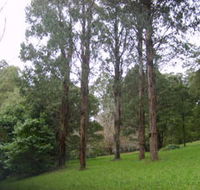 Mount Dandenong Arboretum - Accommodation Directory