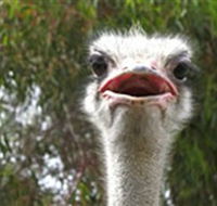 The Vault - Hastings Ostrich Farms  Crown Exotic Leather - Accommodation Directory