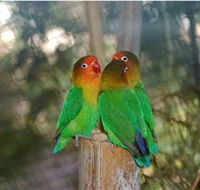 Ballarat Bird World - Accommodation Directory