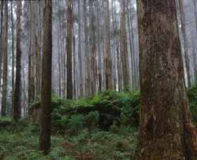Kinglake National Park - Accommodation Directory 0