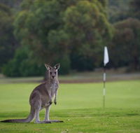Anglesea Golf Club - Accommodation Directory