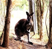 Great Ocean Road Wildlife Park - Accommodation Directory