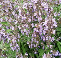 Otway Herbs - Accommodation Directory