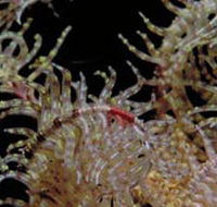 Point Danger Marine Sanctuary - Accommodation Directory