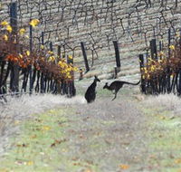 Blue Pyrenees Estate - Accommodation Directory