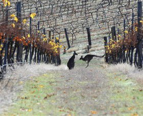 Blue Pyrenees Estate - Accommodation Directory 0