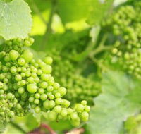 Waratah Hills Vineyard - Accommodation Directory