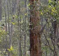 Heathcote-Graytown National Park - Accommodation Directory