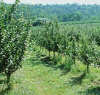 Pettys Orchard - Accommodation Directory