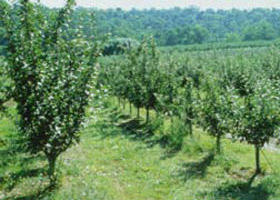 Pettys Orchard - Accommodation Directory 0