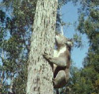 Creswick Regional Park - Accommodation Directory
