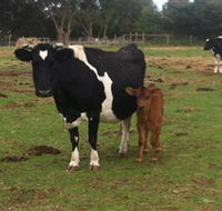 Animal Land Children's Farm - Accommodation Directory