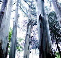 Dandenong Ranges National Park - Accommodation Directory