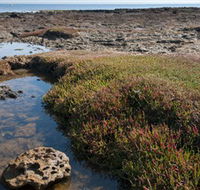 Ricketts Point Marine Sanctuary - Accommodation Directory