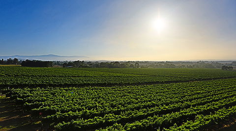 GREENSTONE VINEYARDS - Accommodation Directory 0