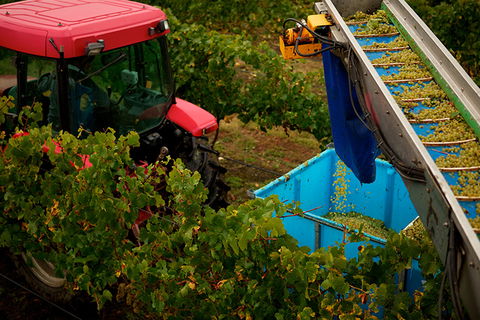 GREENSTONE VINEYARDS - Accommodation Directory 3