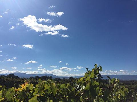 GREENSTONE VINEYARDS - Accommodation Directory 5