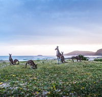 Pebbly Beach - Accommodation Directory