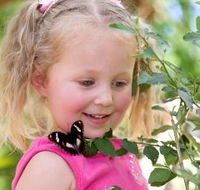 Coffs Harbour Butterfly House - Accommodation Directory