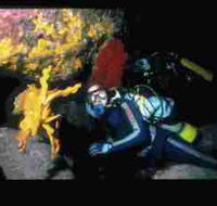 Solitary Islands Marine Park - Accommodation Directory