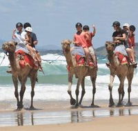 Camel Rides with Coffs Coast Camels - Accommodation Directory