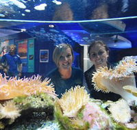 Solitary Islands Aquarium - Accommodation Directory
