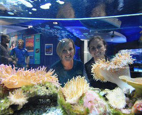 Solitary Islands Aquarium - Accommodation Directory 0