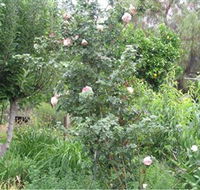 Tombstone Estate Vineyard - Accommodation Directory