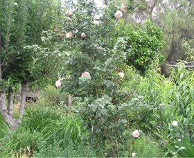 Tombstone Estate Vineyard - Accommodation Directory 0