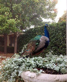 Krinklewood Vineyard - Accommodation Directory 3