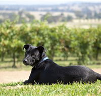 Moothi Estate Vineyard and Cellar Door - Accommodation Directory