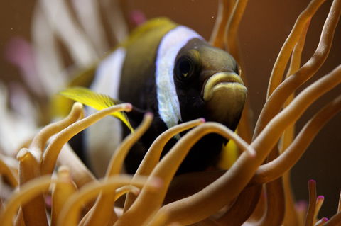 Solitary Islands Aquarium - Accommodation Directory 1