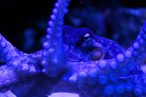 Solitary Islands Aquarium - Accommodation Directory 2