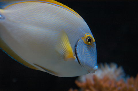 Solitary Islands Aquarium - Accommodation Directory 3
