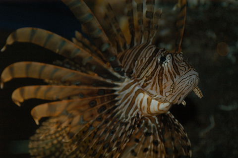 Solitary Islands Aquarium - Accommodation Directory 4