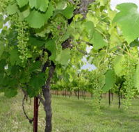 Holland Wines - Accommodation Directory