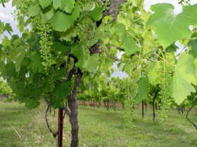 Holland Wines - Accommodation Directory 0