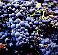 Nandroya Vineyard - Accommodation Directory