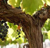 Blackjack Vineyards - Accommodation Directory
