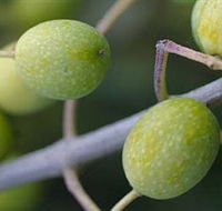 Montalto Vineyard and Olive Grove - Accommodation Directory
