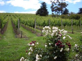 Pembroke Estate Vineyard - Accommodation Directory 0