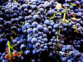 Tolpuddle Vineyard - Accommodation Directory 0