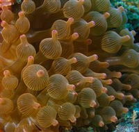 Coral Gardens Dive Site Mooloolaba - Accommodation Directory