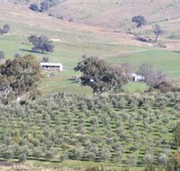 Wymah Organic Olives and Lambs - Accommodation Directory