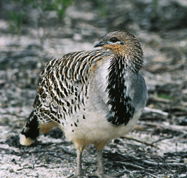 Yongergnow Australian Malleefowl Centre - Accommodation Directory