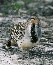 Yongergnow Australian Malleefowl Centre - Accommodation Directory 0