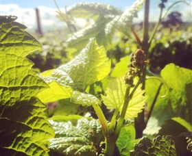 Punt Road Winery - Accommodation Directory 0