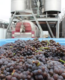 Punt Road Winery - Accommodation Directory 4