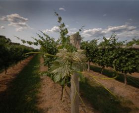 Punt Road Winery - Accommodation Directory 7